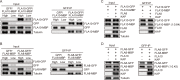Figure 1—figure supplement 3.