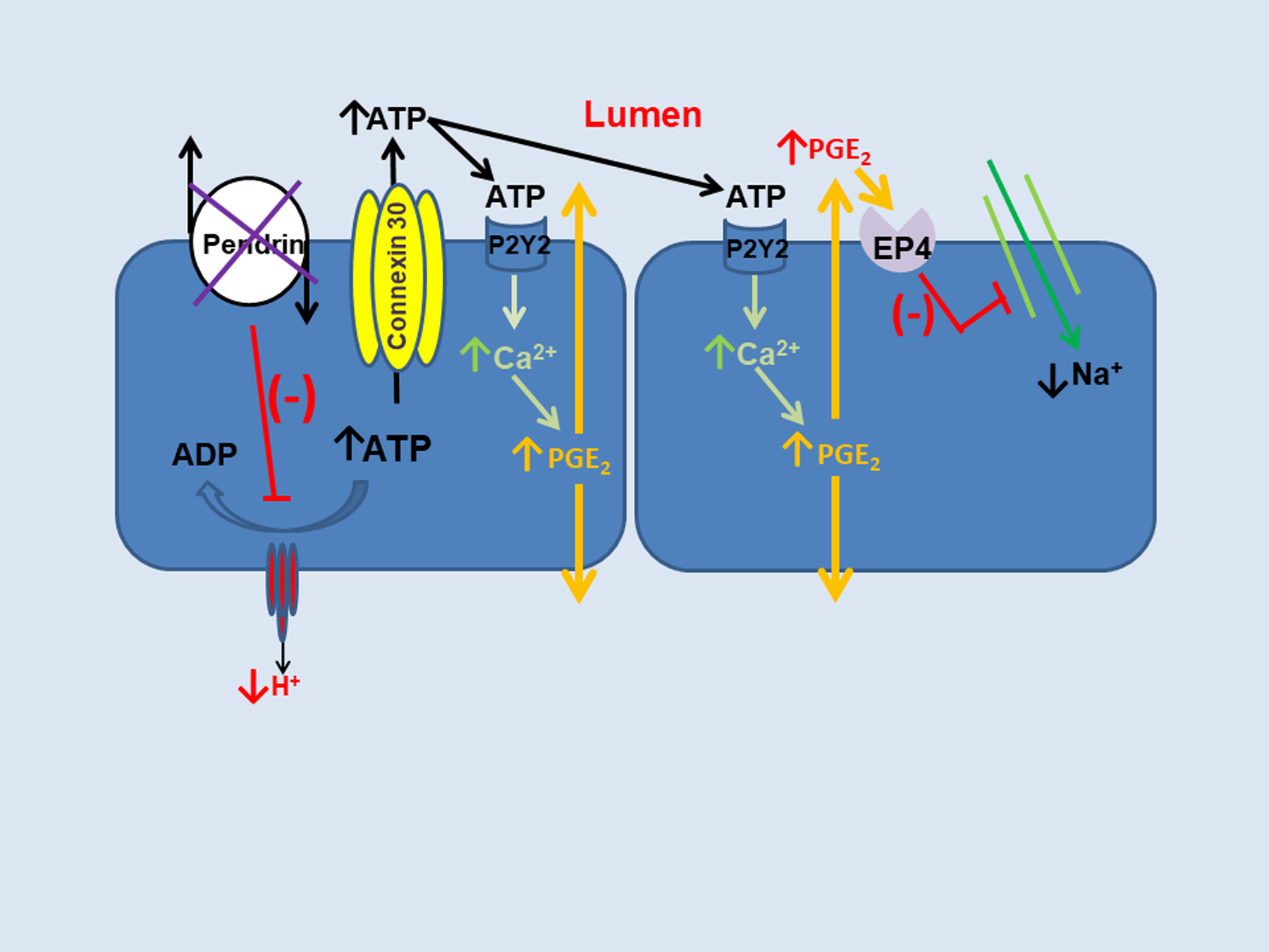 Figure 3: