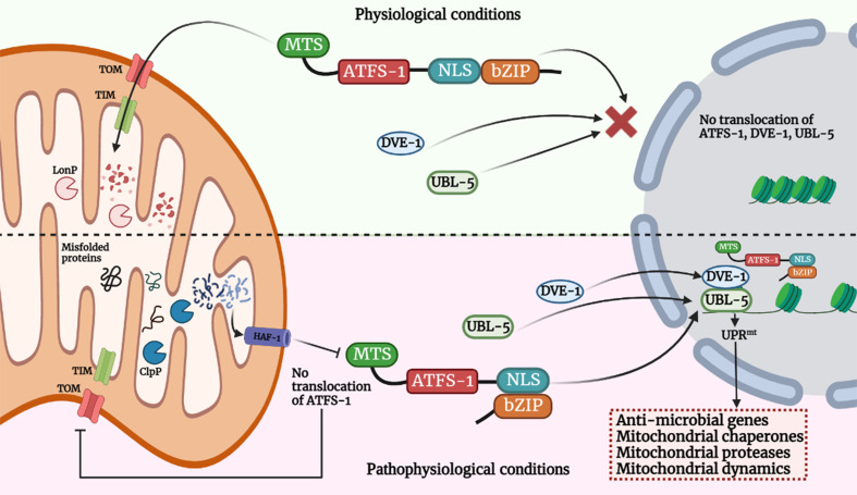 Figure 1