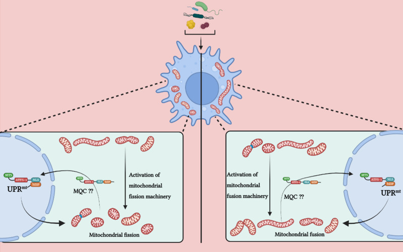 Figure 4