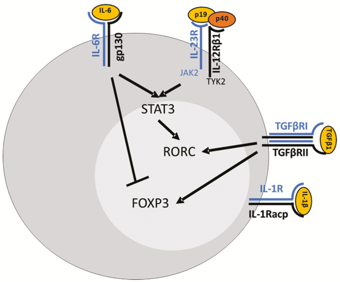 FIGURE 1.