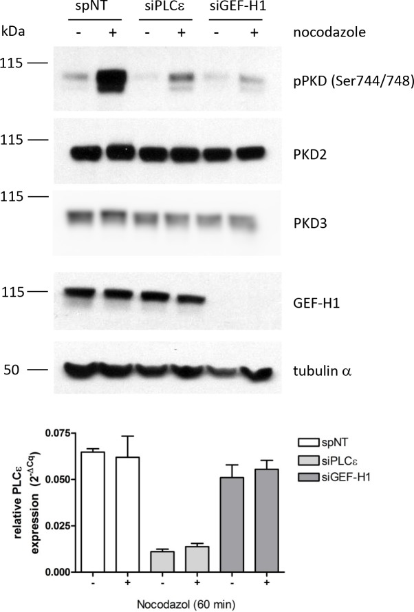 Figure 2—figure supplement 1.