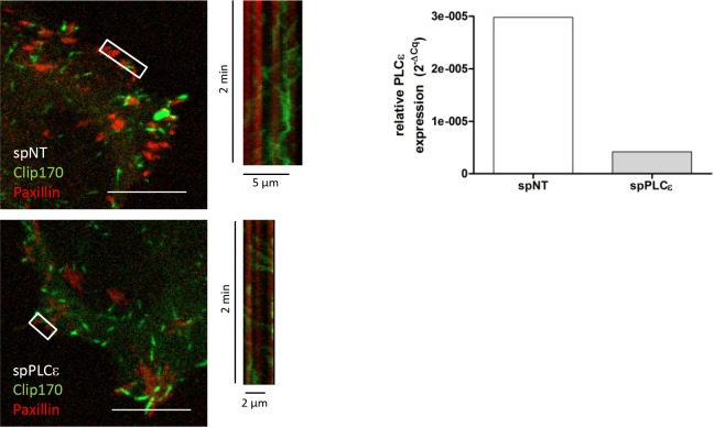 Figure 7—figure supplement 1.