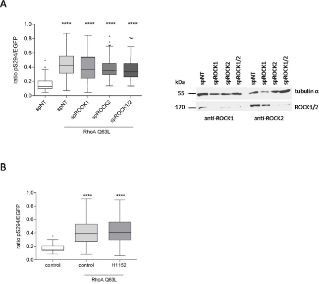 Figure 3—figure supplement 1.