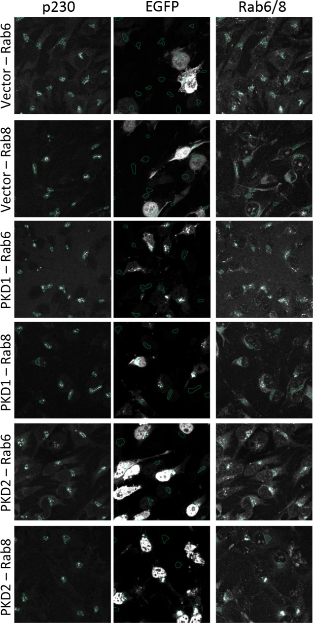 Figure 6—figure supplement 1.