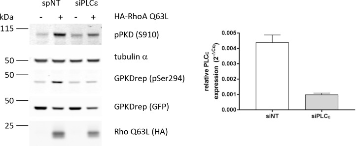 Figure 3—figure supplement 2.