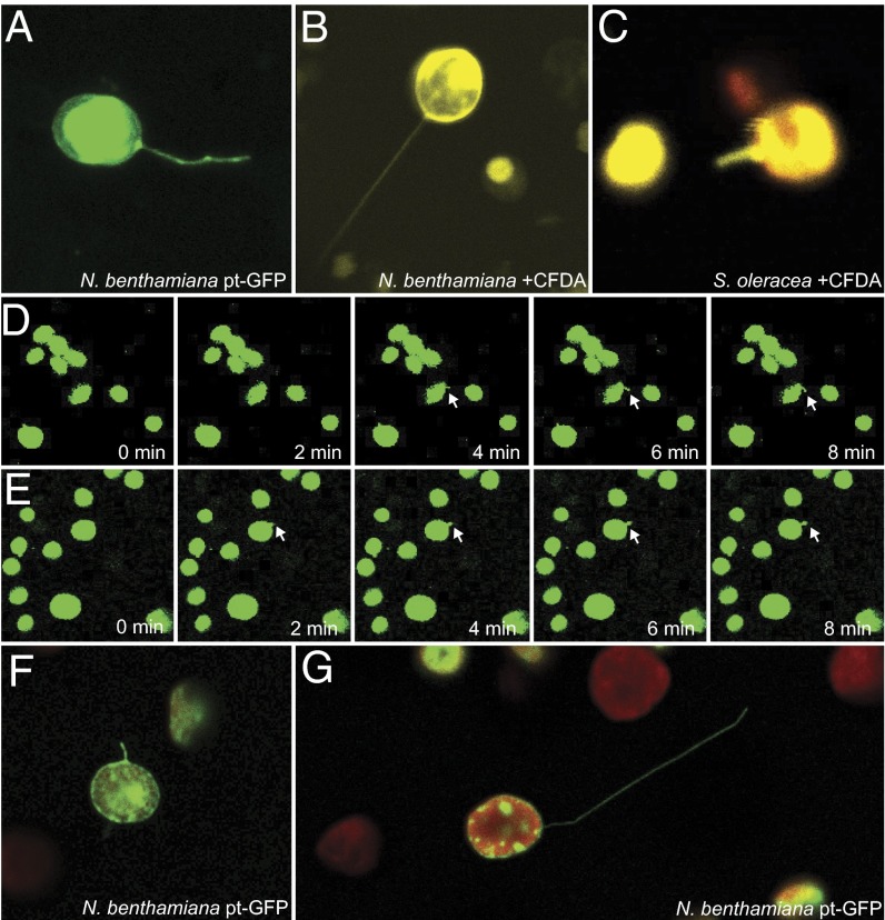 Fig. 3.