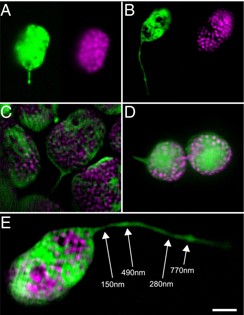 Fig. 4.