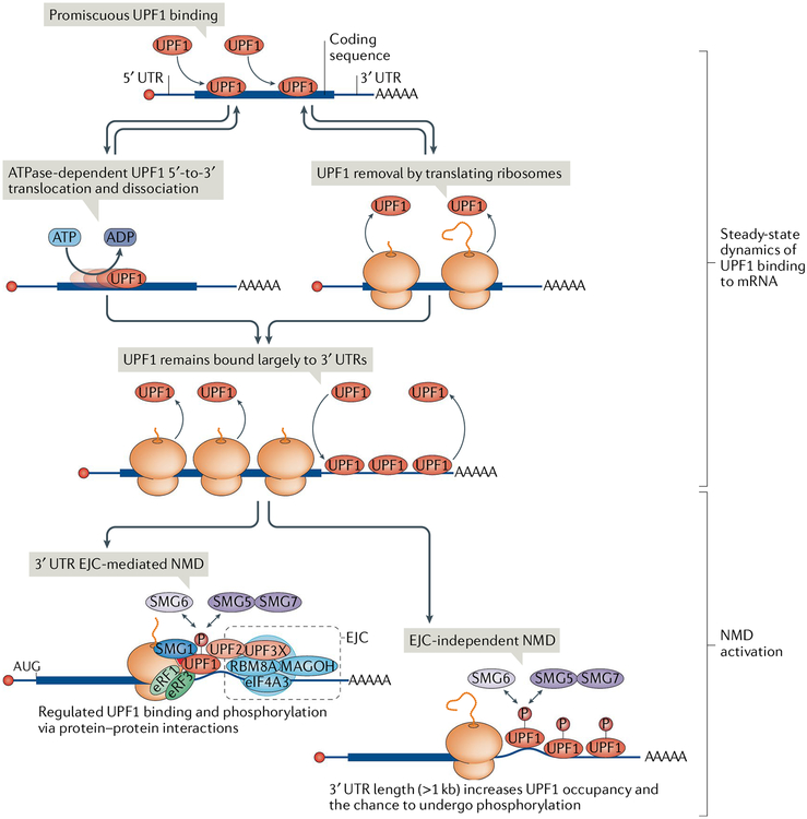 Fig. 2 |