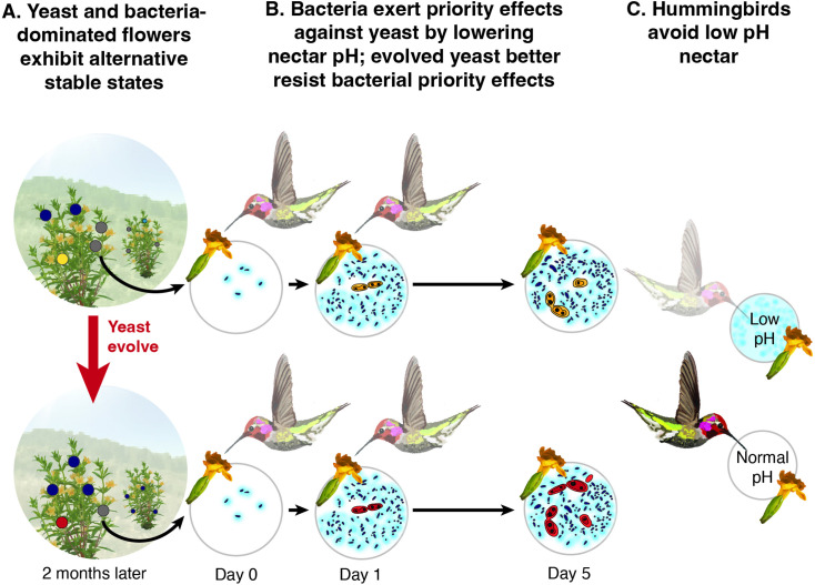 Figure 11.