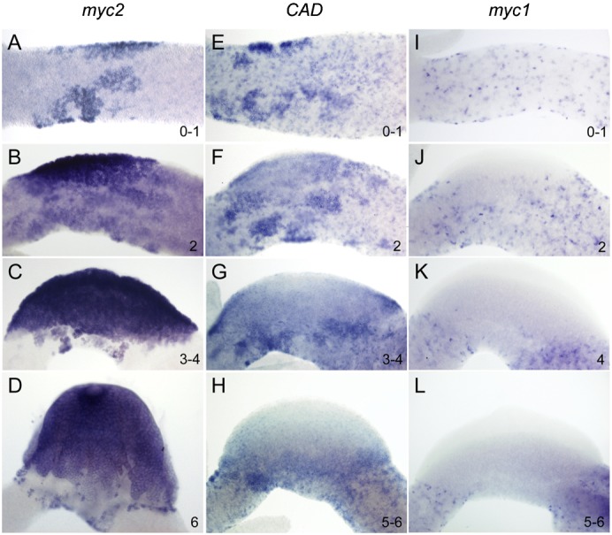 Fig. 2.