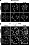 <b>FIG. 1.</b>