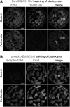 <b>FIG. 6.</b>
