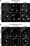 <b>FIG. 4.</b>
