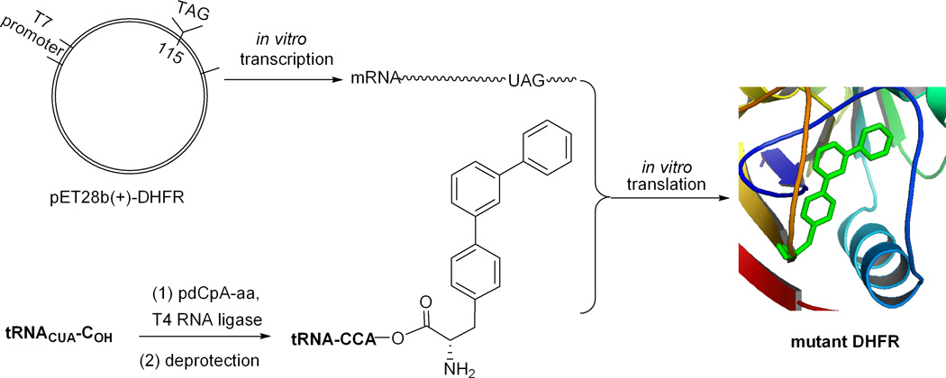 Scheme 2