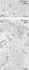 Fig. 10