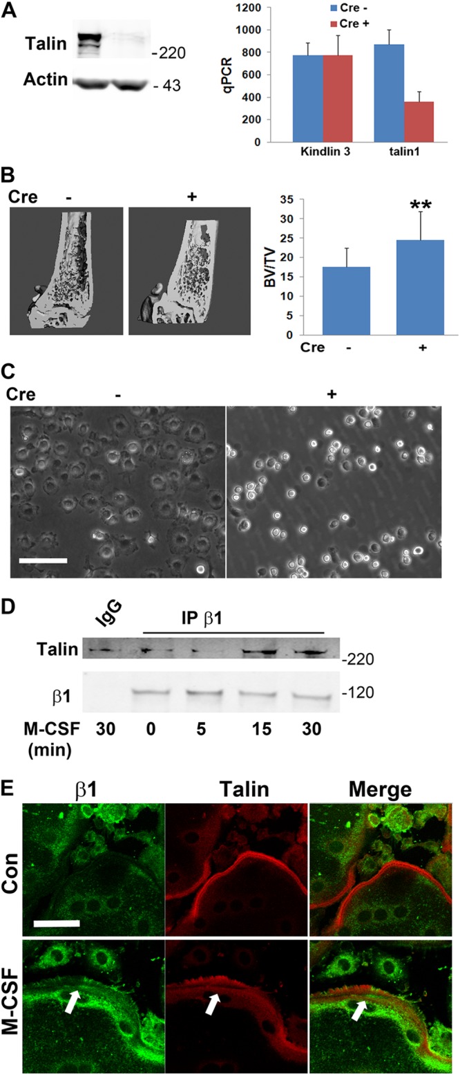 Fig 7