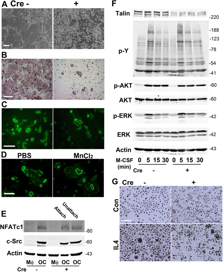 Fig 8