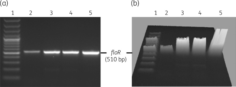 Figure 5.