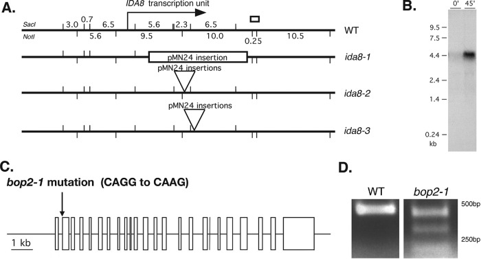 FIGURE 1: