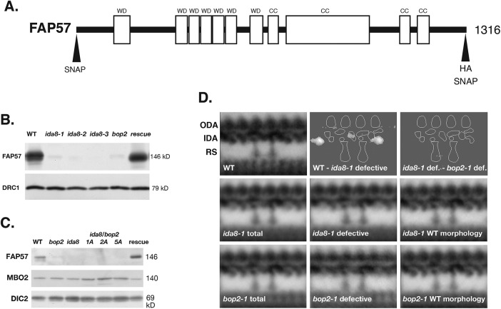 FIGURE 2: