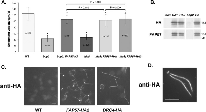 FIGURE 3: