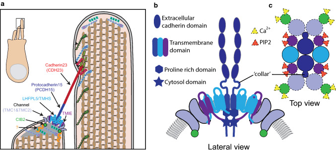 Fig. 2