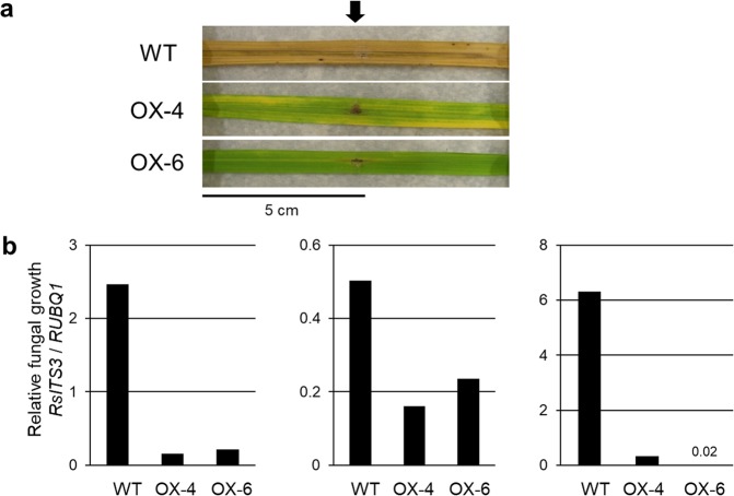 Figure 5