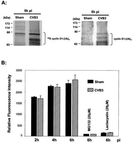 FIG. 6.