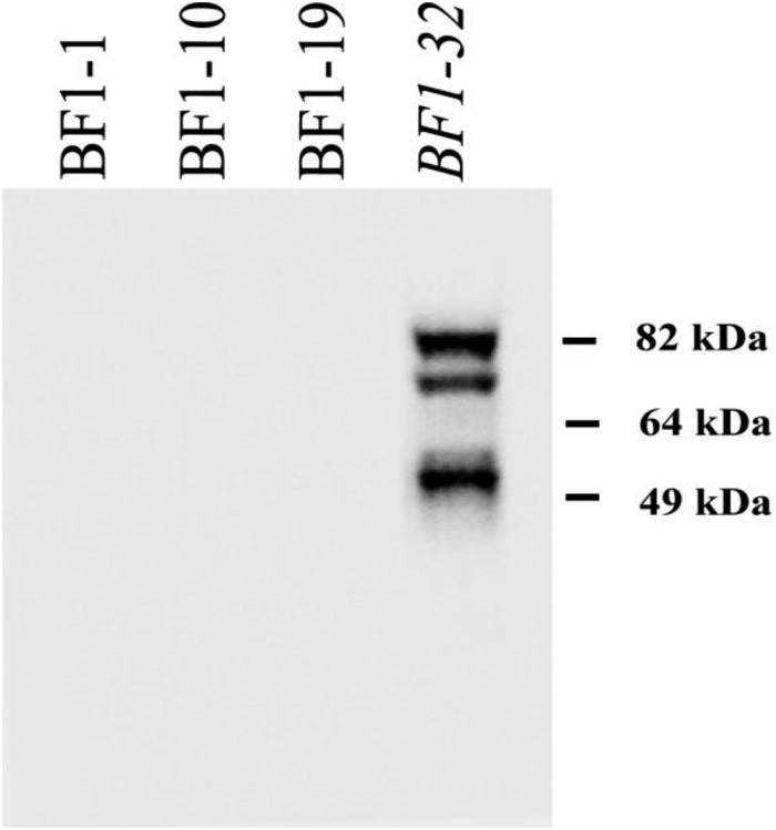 FIG 2