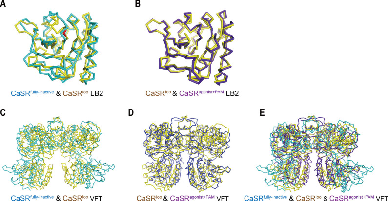 Figure 5—figure supplement 1.