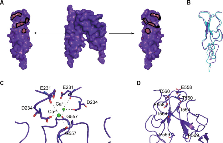 Figure 7—figure supplement 1.