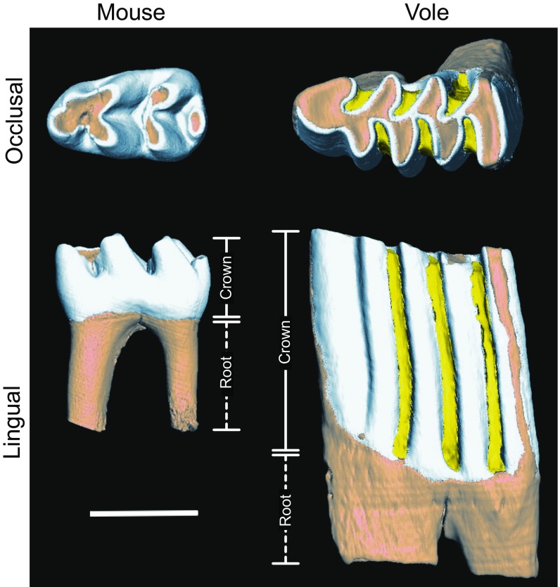 Fig. S1.