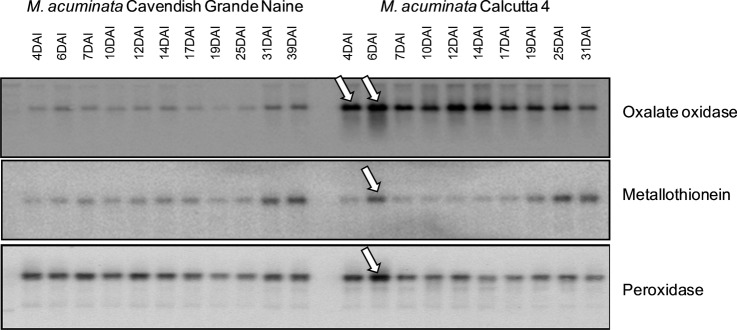 Fig. 5