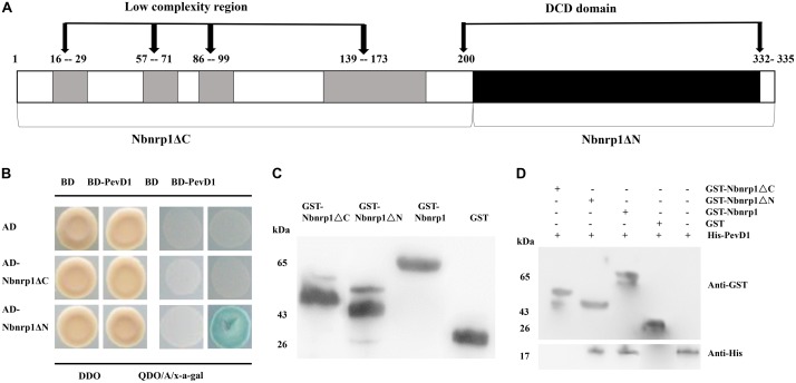 FIGURE 2