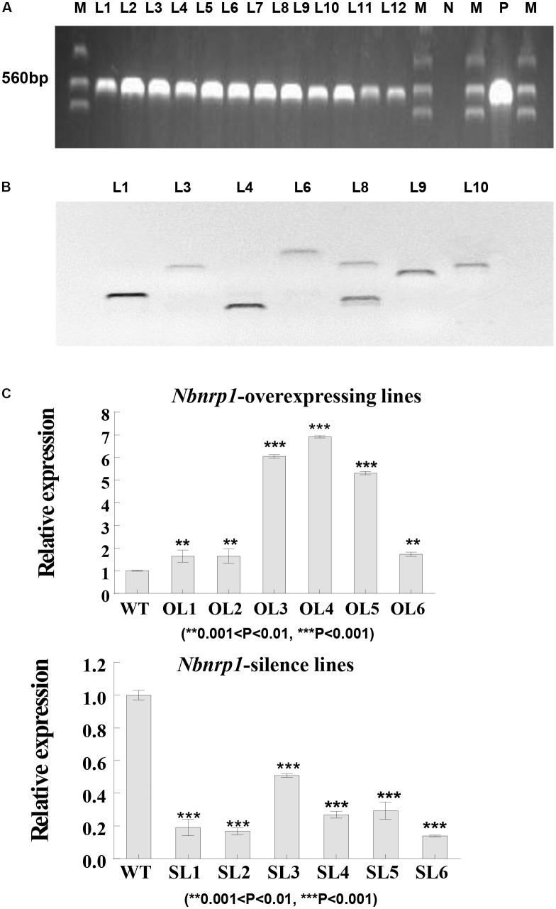 FIGURE 3