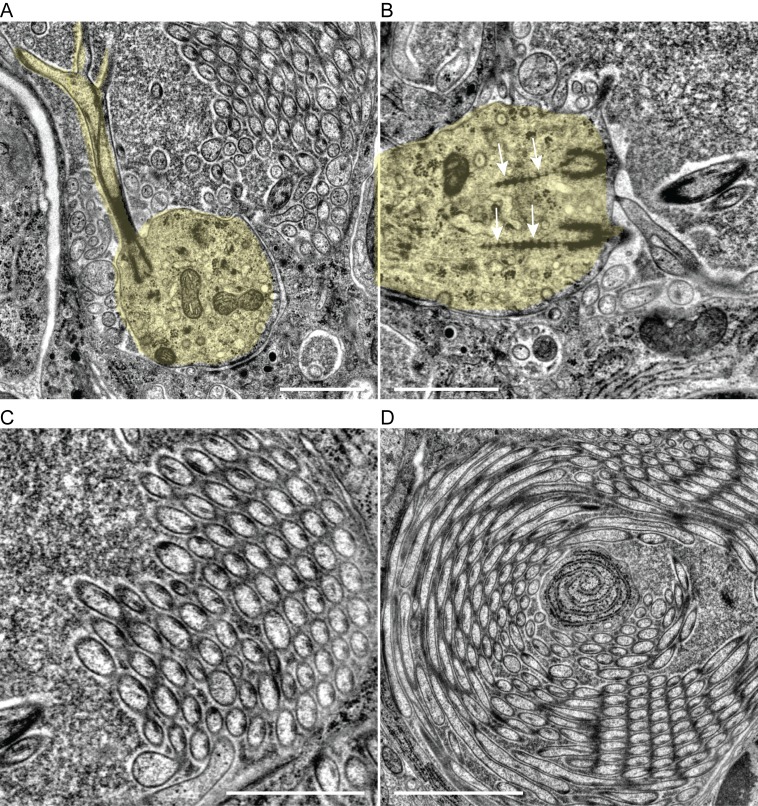 Figure 2—figure supplement 3.