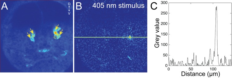 Figure 2—figure supplement 1.