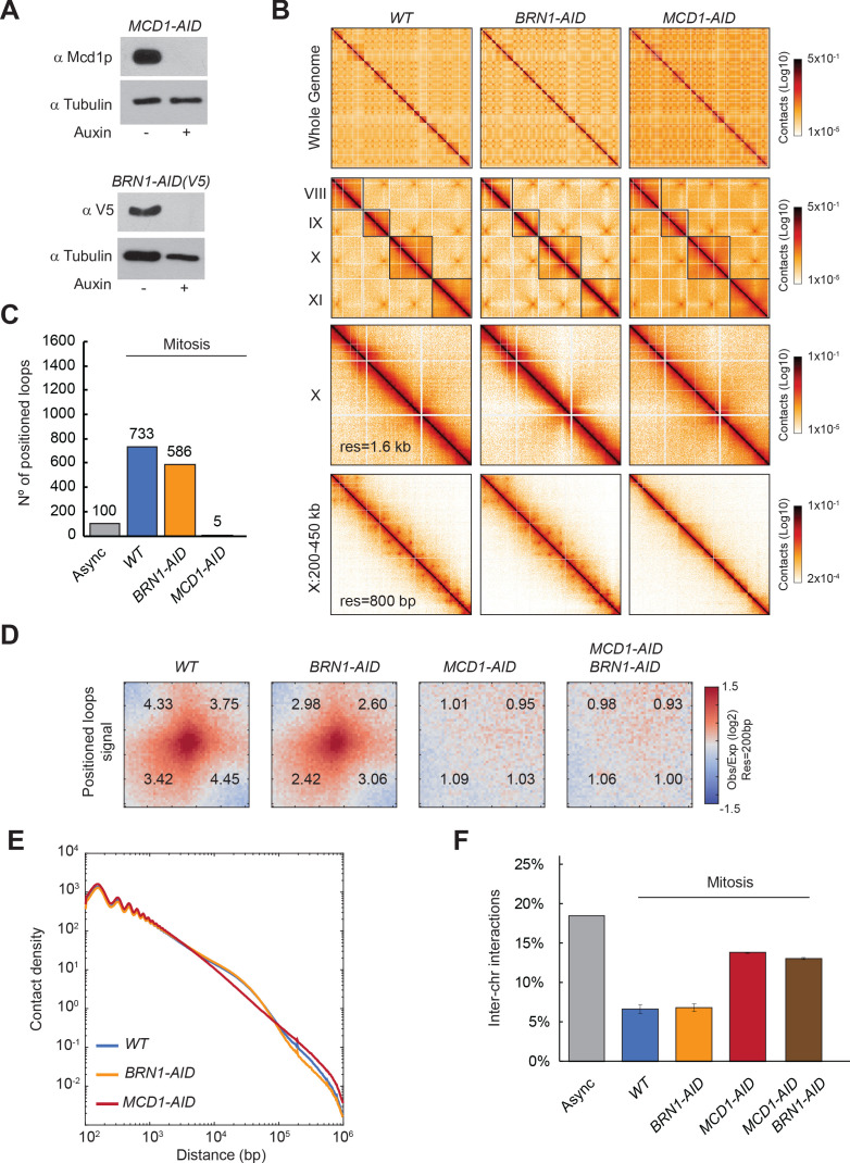 Figure 2—figure supplement 1.