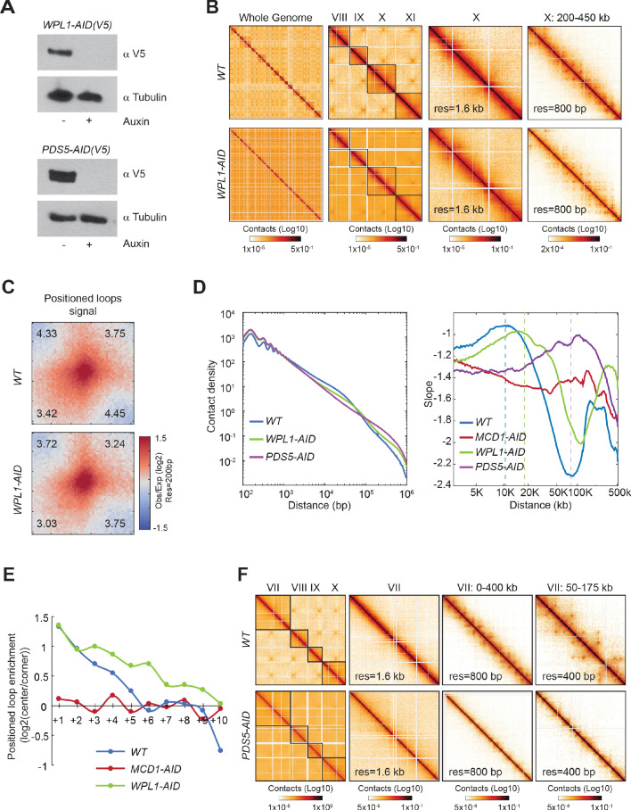 Figure 6—figure supplement 1.