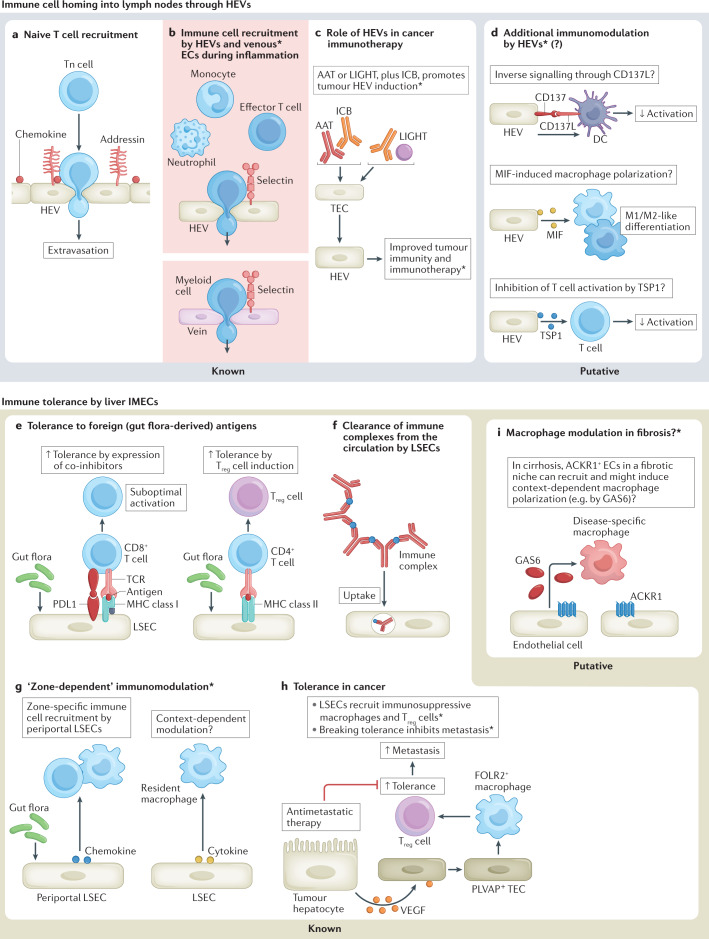 Immunomodulation by endothelial cells — partnering up with the immune ...