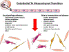 Central Illustration. EndMT in CVD: