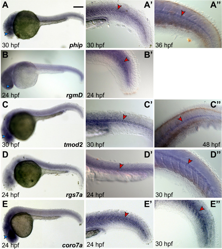 Fig. 6