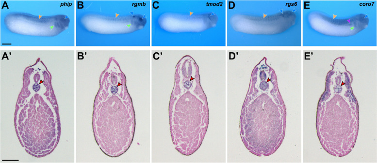 Fig. 7