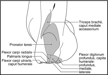 Fig. 12