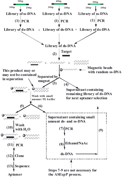 SCHEME 4