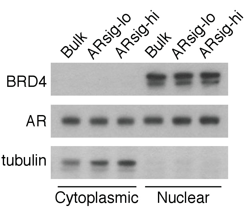 Figure 1—figure supplement 2.