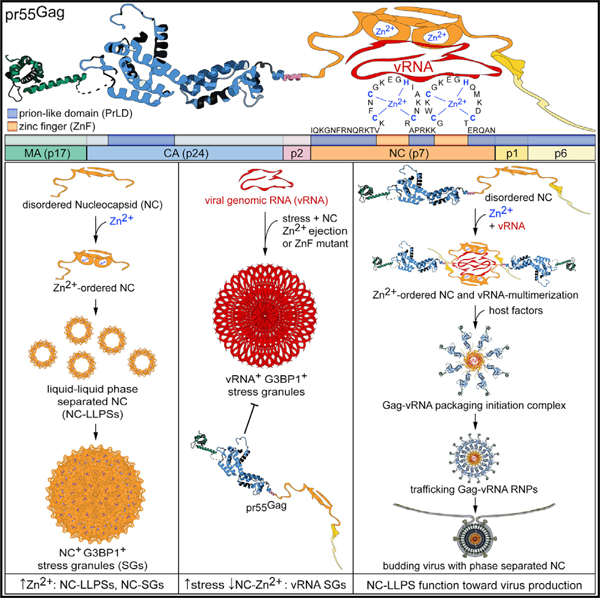 graphic file with name nihms-1783424-f0001.jpg