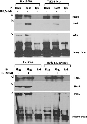 Fig. 5