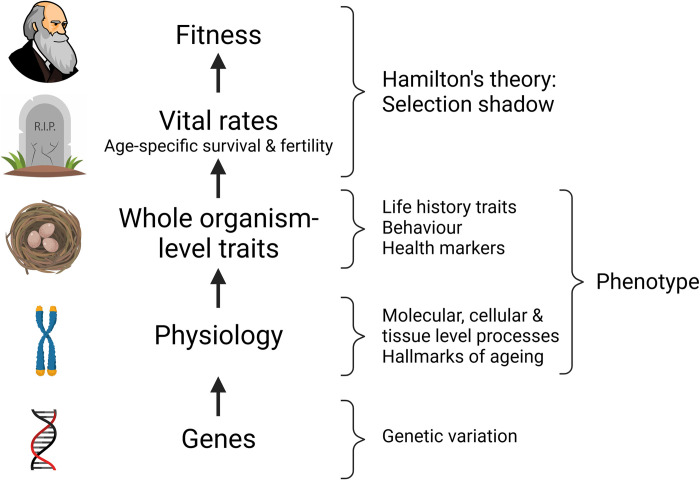 Fig 1